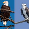 Bald Eagle In "Turf Battle" With Ospreys On Staten Island
